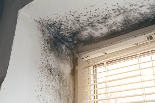 Affordable Black Mold Remediation solutions in Port Republic, MD